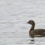 Grèbe de Nouvelle-Zélande sur la lac Rotoiti
