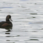 Fuligule de Nouvelle-Zélande sur le Lac Rotoiti