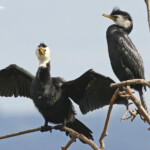 Cormorans pie sur le lac de Rotorua (Motutara Point)