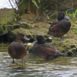 Fuligule de Nouvelle-Zélande sur le lac de Rotorua (Motutara Point)