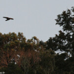 Faucon de Nouvelle-Zélande