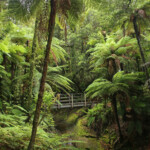 Rain forest le long de la Forgotten world highway