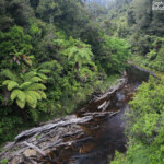 Rain forest le long de la Forgotten world highway