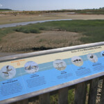 Plateforme d'observation du Manawatu estuary