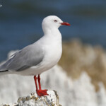 Mouette scopuline, Kaikoura