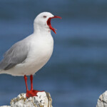 Mouette scopuline, Kaikoura