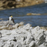 Vanneau soldat, Kaikoura