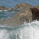 Otarie à fourrure de Nouvelle-Zélande, Kaikoura