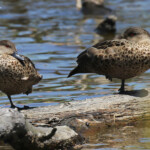 Sarcelle australienne, lac Elterwater