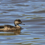 Sarcelle australienne, lac Elterwater