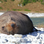Otarie à fourrure de Nouvelle-Zélande sur le sentier littoral de Kaikoura
