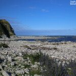Colonie de mouette scopuline sur le sentier littoral de Kaikoura