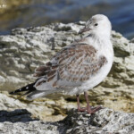 Mouette scopuline, jeune de l'année, Sentier littoral de Kaikoura