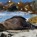Otarie à fourrure de Nouvelle-Zélande