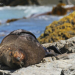 Otarie à fourrure de Nouvelle-Zélande
