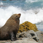 Otarie à fourrure de Nouvelle-Zélande
