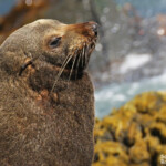 Otarie à fourrure de Nouvelle-Zélande