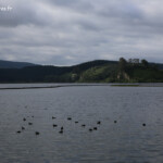Groupe de fuligule de Nouvelle-Zélande sur le Lac Rotoiti