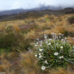 Tongariro Alpine Crossing