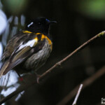 Stitchbird ou Hihi de Nouvelle-Zélande, Réserve de Rotokare