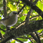 Mohoua à tête blanche, Réserve de Rotokare