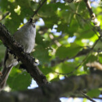 Mohoua à tête blanche, Réserve de Rotokare