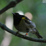 Stitchbird ou Hihi de Nouvelle-Zélande, Réserve de Rotokare