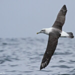 Albatros à tête blanche, White-capped Albatross, au large de Kaikoura