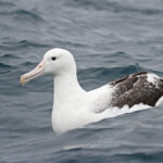 Albatros royal au large de Kaikoura