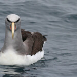 Albatros de Salvin au large de Kaikoura