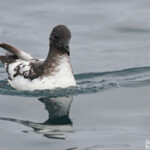Damier du Cap au large de Kaikoura