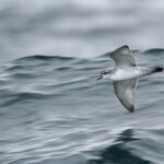 Prion colombe, Fairy prion, au large de Kaikoura
