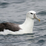Albatros à tête blanche, White-capped Albatross, au large de Kaikoura