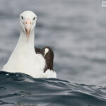 Albatros royal au large de Kaikoura