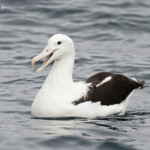 Albatros royal au large de Kaikoura