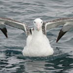Albatros des antipodes au large de Kaikoura