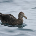 Pétrel de Hall au large de Kaikoura