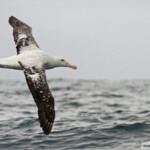 Albatros des antipodes au large de Kaikoura