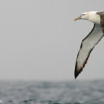 Albatros à tête blanche, White-capped Albatross, au large de Kaikoura