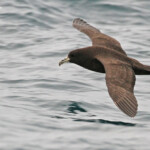 Puffin à menton blanc au large de Kaikoura