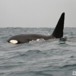 Orque au large de Kaikoura