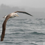 Albatros de Salvin au large de Kaikoura