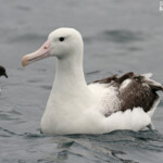 Albatros royal au large de Kaikoura