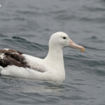 Albatros royal au large de Kaikoura