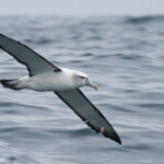 Albatros à tête blanche, White-capped Albatross, au large de Kaikoura