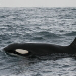 Orque au large de Kaikoura