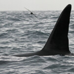 Orque au large de Kaikoura