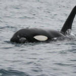 Orque au large de Kaikoura