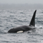 Orque au large de Kaikoura
