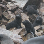 Jeunes otaries à fourrure dans une colonie près de Kaikoura